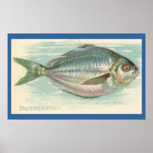 Butterfish Poster