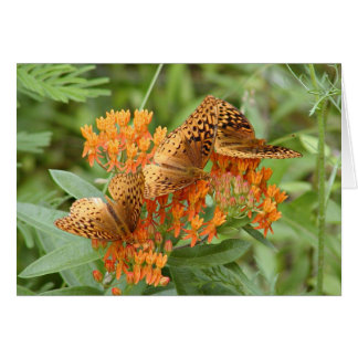butterflies
