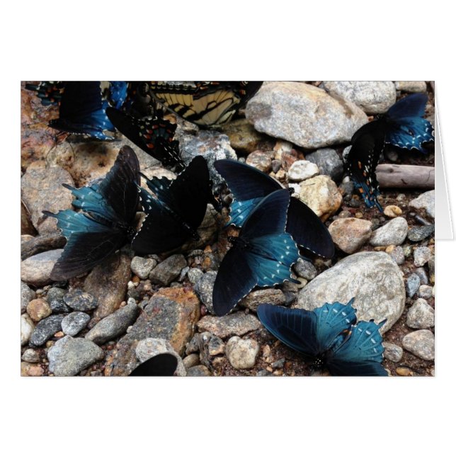 Butterflies (Front Horizontal)
