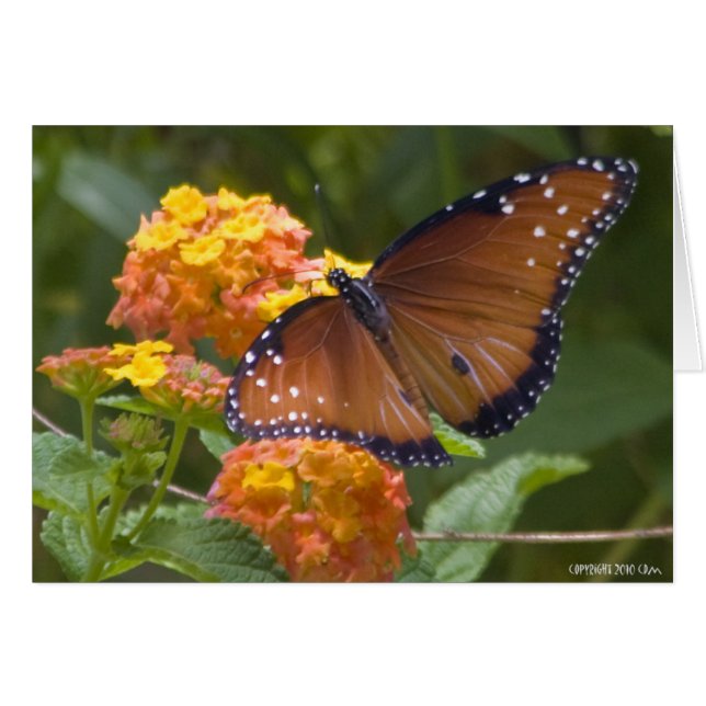 Butterflies 033 (Front Horizontal)