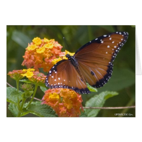 Butterflies 033 card