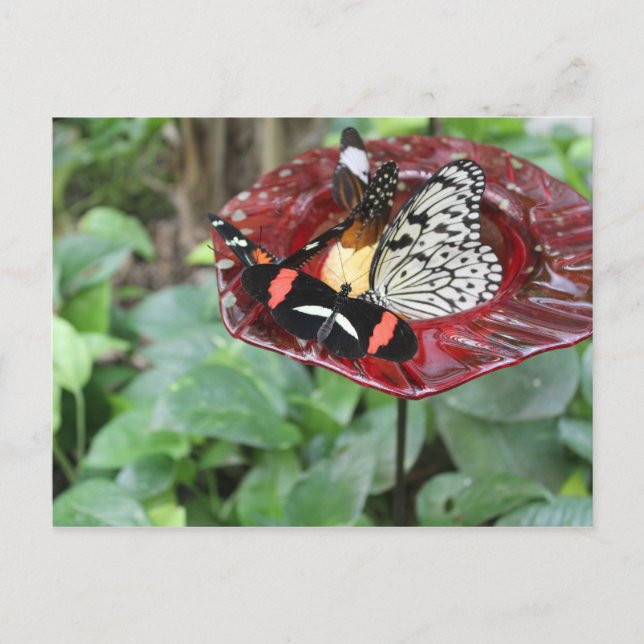 Butterflies # 2 postcard (Front)