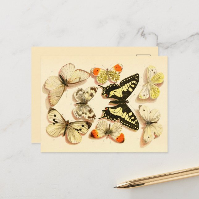 Butterflies 3 Vintage Drawing Postcard (Front/Back In Situ)