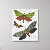 Butterflies 4