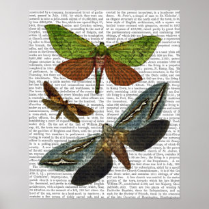 Butterflies 4 poster