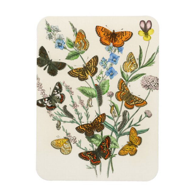 Butterflies and Flowers Vintage Illustration 1 Magnet (Vertical)
