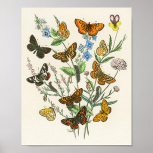 Butterflies and Flowers Vintage Illustration 1 Poster