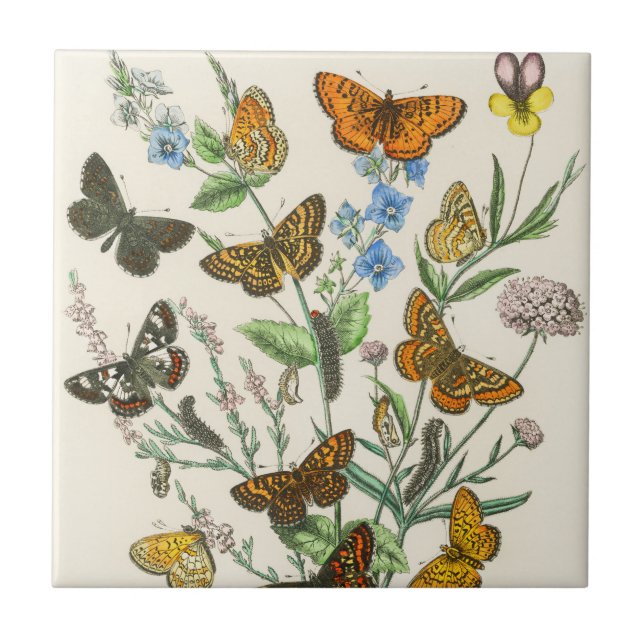 Butterflies and Flowers Vintage Illustration 1 Tile (Front)