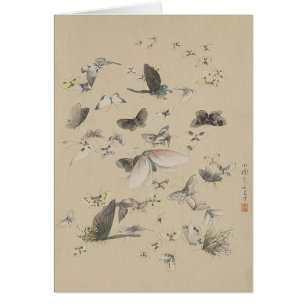 Butterflies and moths