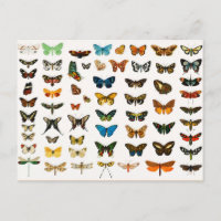 Butterflies and Moths, Vintage Illustration