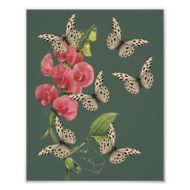 Butterflies And Sweet Pea Flower 8x10 Photo Print (Front)