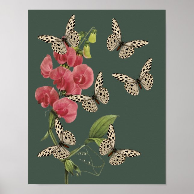 Butterflies And Sweet Pea Flower Poster (Front)