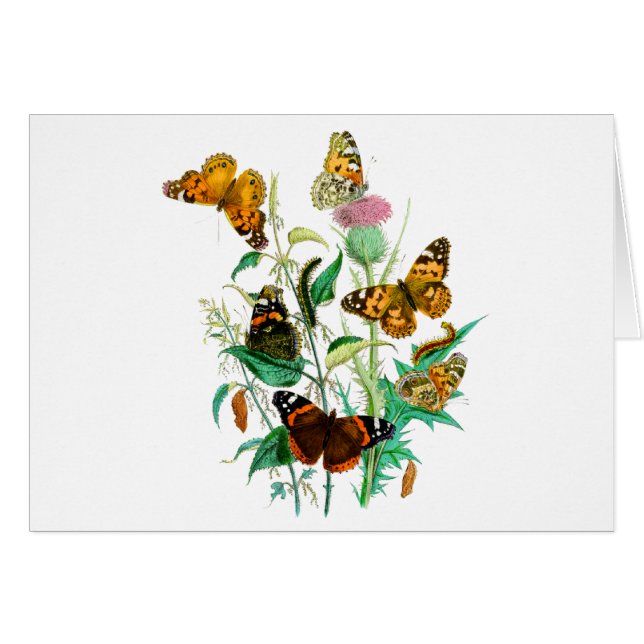 Butterflies and Thistle (Front Horizontal)