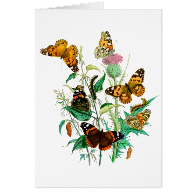 Butterflies and Thistle (Front)