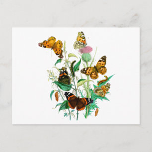 Butterflies and Thistle Postcard