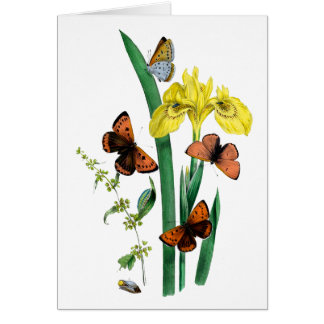 Butterflies and Yellow Iris