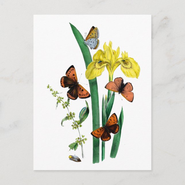 Butterflies and Yellow Iris Postcard (Front)