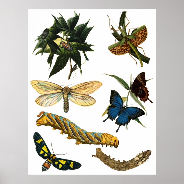 Butterflies Beetle Bugs Insects Collage Art Poster (Front)