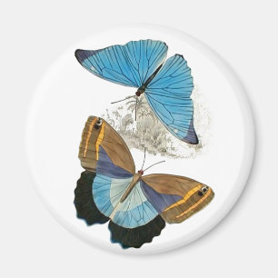 Butterflies - Blue Magnet