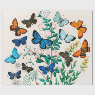 Butterflies, Caterpillars by William Forsell Kirby Wrapping Paper