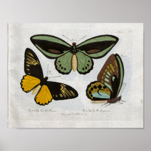Butterflies Caterpillars Vintage Print Download