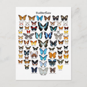 Butterflies chart postcard