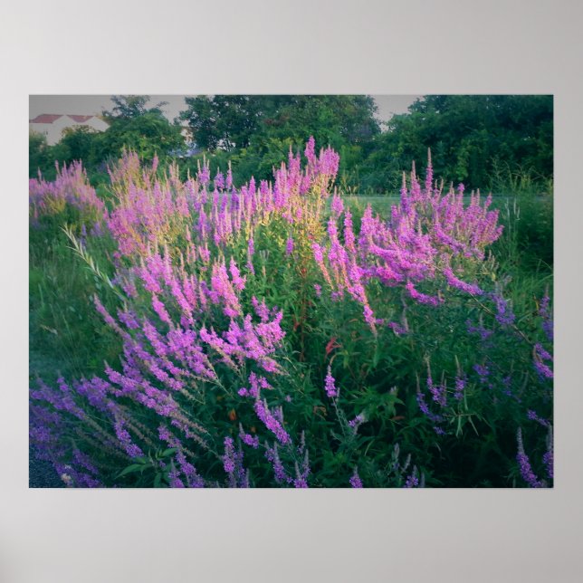 BUTTERFLIES FAVORITE PURPLE LOOSESTRIFE POSTER (Front)