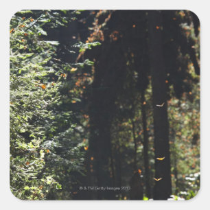 Butterflies flying in forest square sticker