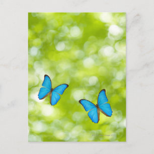 Butterflies flying postcard