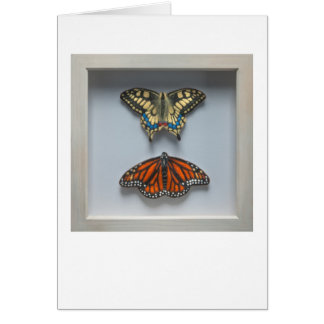 Butterflies 'in a frame' Entomology blank card