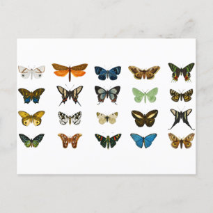 Butterflies Insect Animal Vintage Postcard