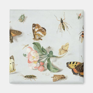 Butterflies, moths and other insects magnet