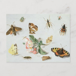 Butterflies, moths and other insects postcard