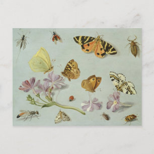 Butterflies, moths and other insects postcard