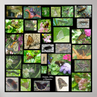 Butterflies Moths & Caterpillars Poster