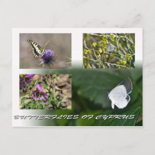 butterflies of Cyprus postcard