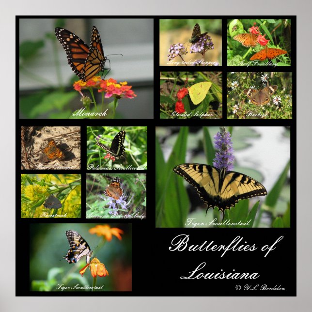 Butterflies of Louisiana Poster (Front)