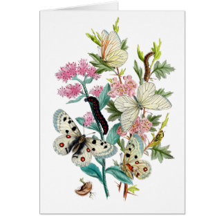 Butterflies of Summer