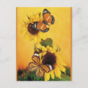 Butterflies of Summer 1 Postcard