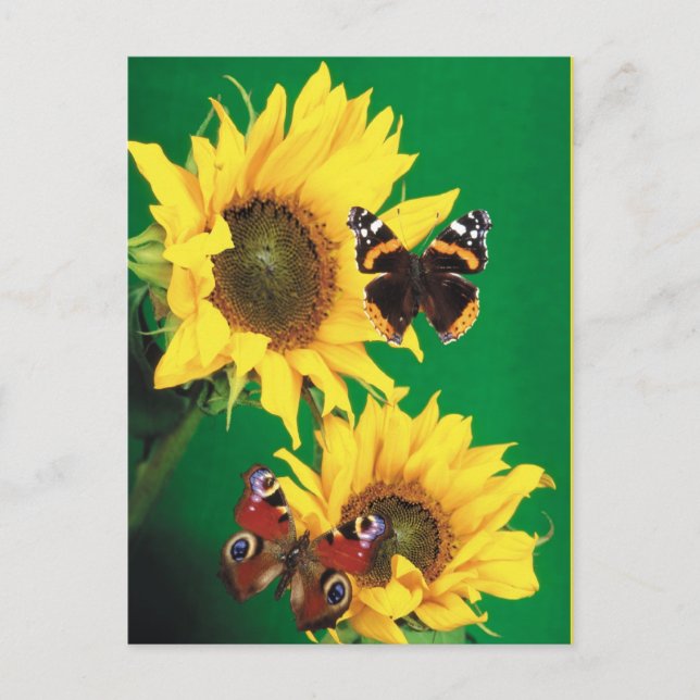 Butterflies of Summer 2 Postcard (Front)