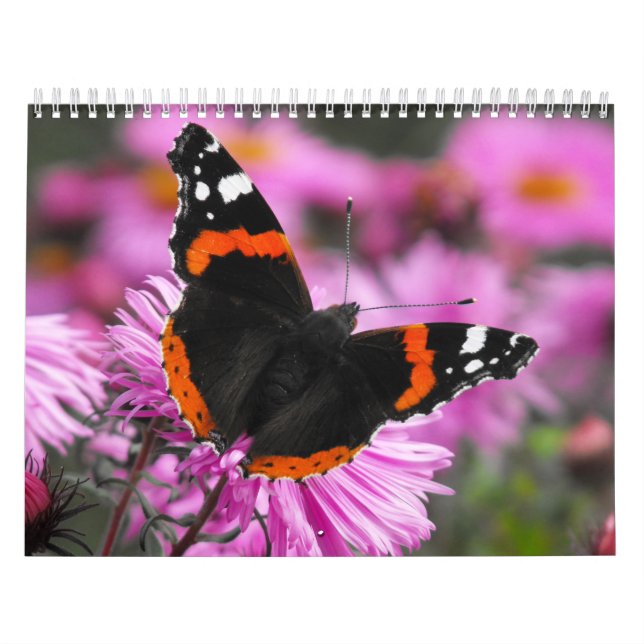Butterflies of the World 2020 calendar (Cover)