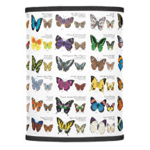 Butterflies of the World