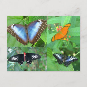 Butterflies of the World Postcard