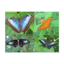 Butterflies of the World