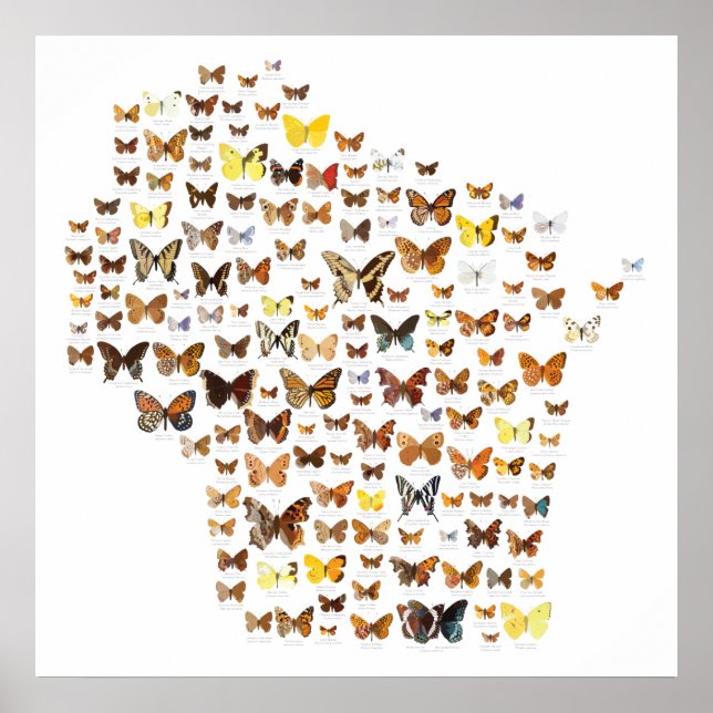 Butterflies of Wisconsin Poster (Front)