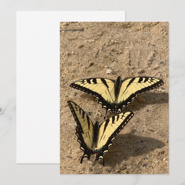 Butterflies on the Beach Flat Holiday Card (Front/Back)