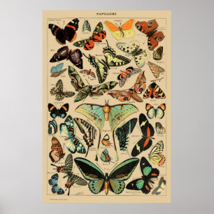 Butterflies - Papillons - Vintage French Book Page Poster