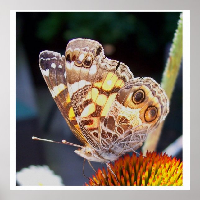 Butterflies Patterns Poster (Front)