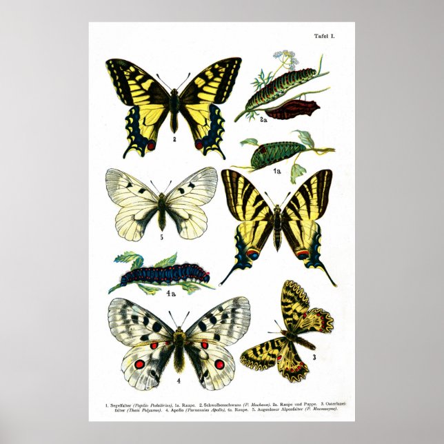 Butterflies Plate I 24" x 36" Poster (Front)