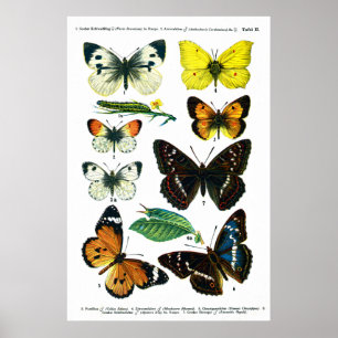 Butterflies Plate II 24" x 36" Poster